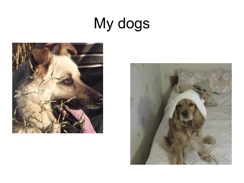 My dogs